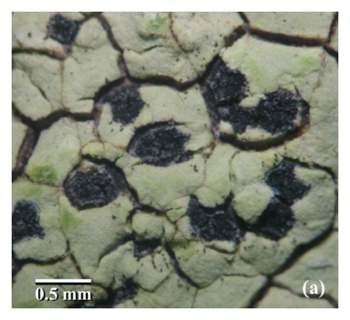 Details are in the caption following the image Details are in the caption following the image
