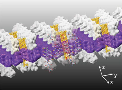 Co-Assembly of Carbon Nanotube Porins into Biomimetic Peptoid Membranes