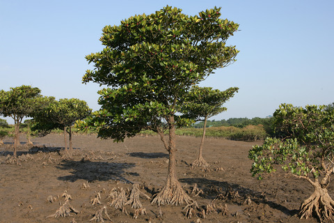 Zonation of mangrove flora and fauna in a subtropical estuarine wetland based on surface elevation