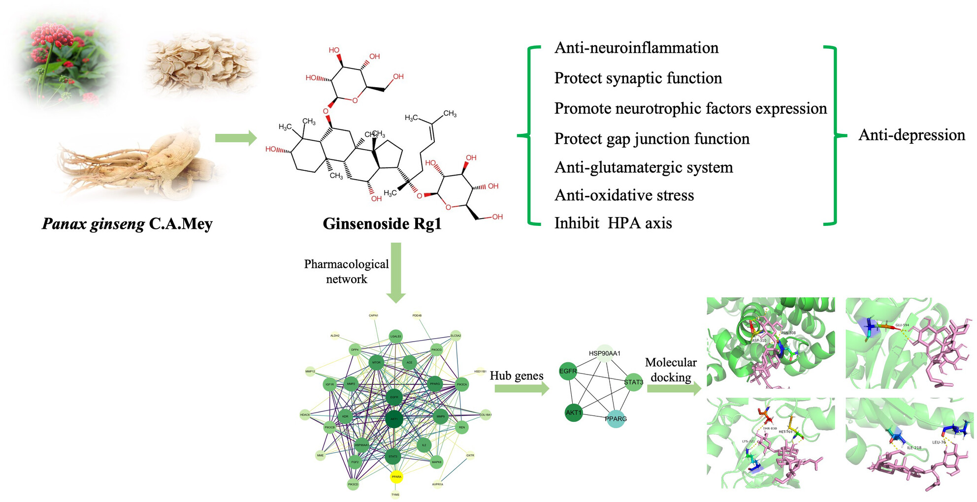 Ginsenoside Rg1: A Neuroprotective Natural Dammarane-Type Triterpenoid Saponin With Anti-Depressive Properties
