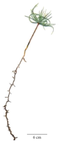 Details are in the caption following the image
