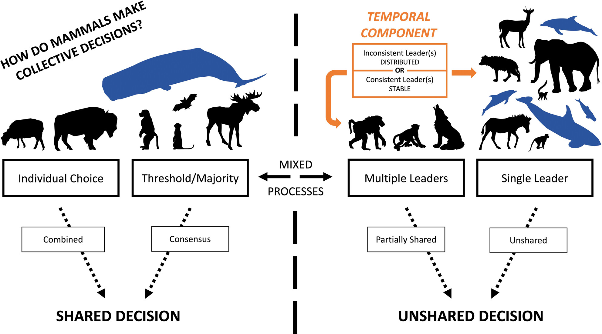 Collective decision-making in aquatic mammals