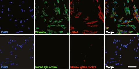 Orf virus interleukin-10 and vascular endothelial growth factor-E modulate gene expression in cultured equine dermal fibroblasts