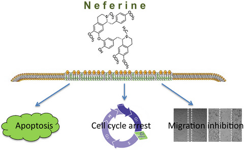 Neferine inhibits proliferation and migration of human prostate cancer stem cells through p38 MAPK/JNK activation