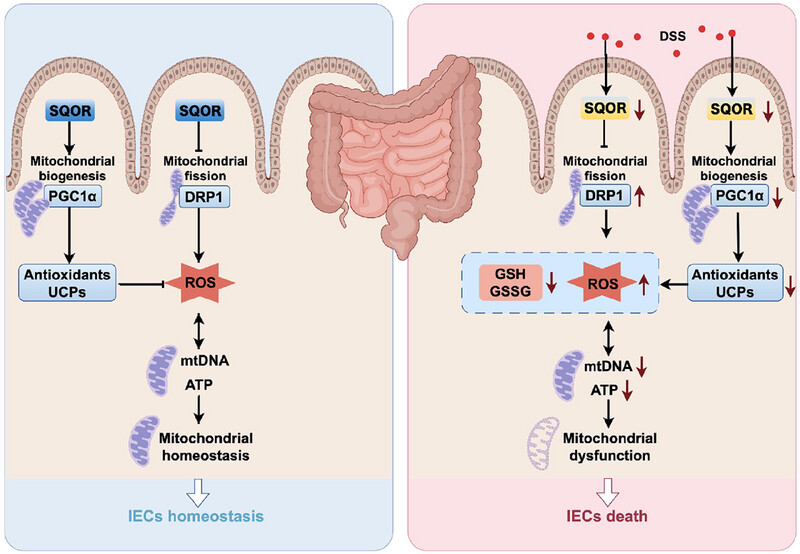 Sulfide Quinone Oxidoreductase Alleviates Acute Ulcerative Colitis by Regulating Mitochondrial Dysfunction