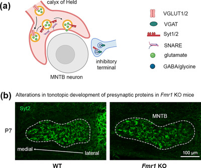Tonotopic differentiation of presynaptic neurotransmitter-releasing machinery in the auditory brainstem during the prehearing period and its selective deficits in Fmr1 knockout mice