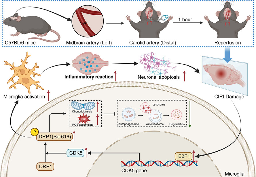 E2F1/CDK5/DRP1 axis mediates microglial mitochondrial division and autophagy in the pathogenesis of cerebral ischemia-reperfusion injury