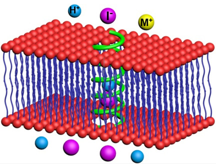 Polyhydrazide-Based Organic Nanotubes as Efficient and Selective Artificial Iodide Channels