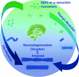 Influence of the β-Sheet Content on the Mechanical Properties of Aggregates during Amyloid Fibrillization