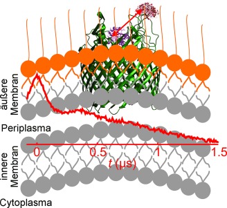 Distance Measurement on an Endogenous Membrane Transporter in E. coli Cells and Native Membranes Using EPR Spectroscopy