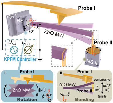 In Situ Quantification of Strain-Induced Piezoelectric Potential of Dynamically Bending ZnO Microwires