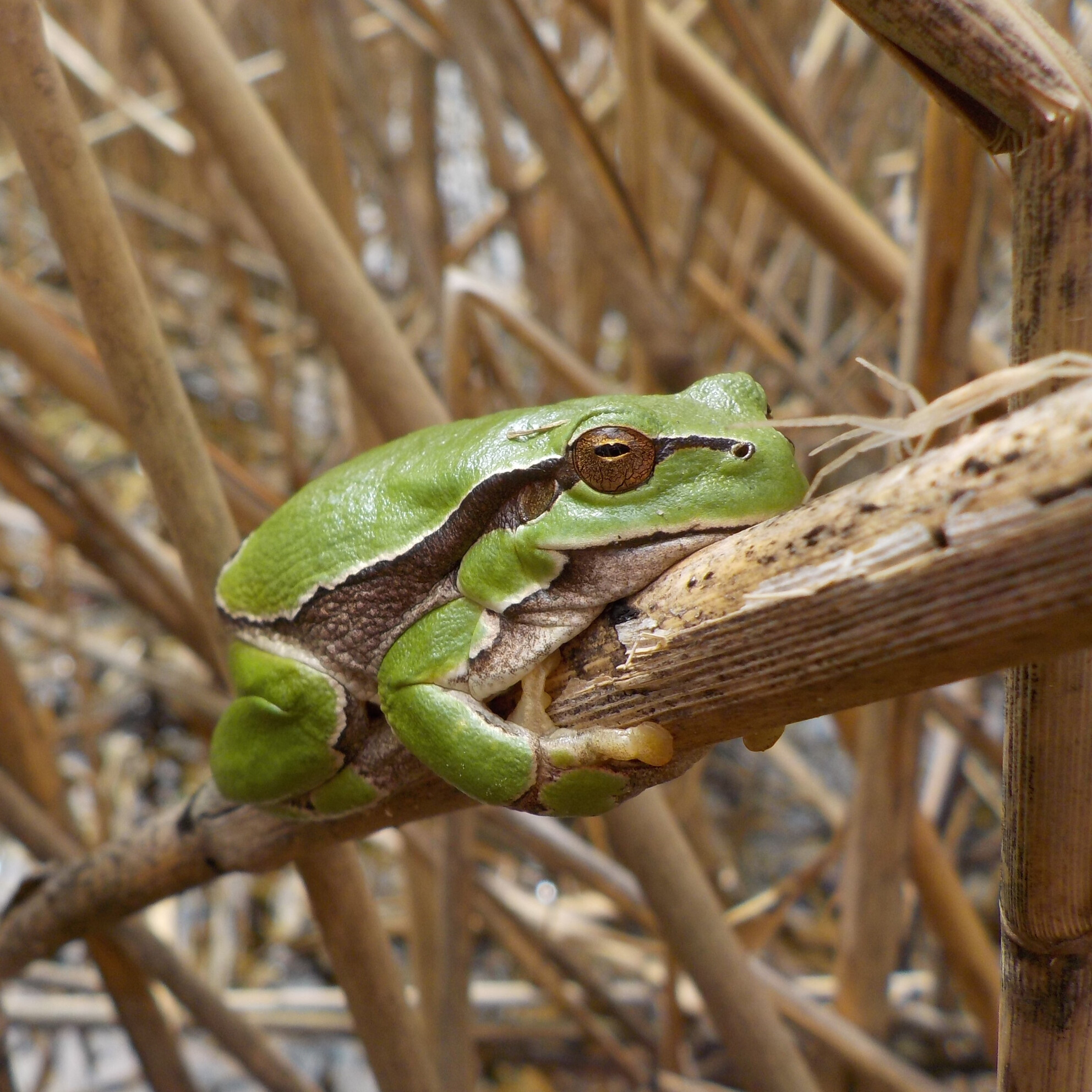Improving Inference Within Freshwater Community Studies: Accounting for Variable Detection Rates of Amphibians and Fish