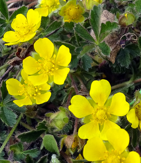 Occurrence of apomictic conspecifics and ecological preferences rather than colonization history govern the geographic distribution of sexual Potentilla puberula