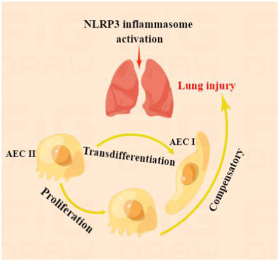Regulation of cell proliferation and transdifferentiation compensates for ventilator-induced lung injury mediated by NLRP3 inflammasome activation