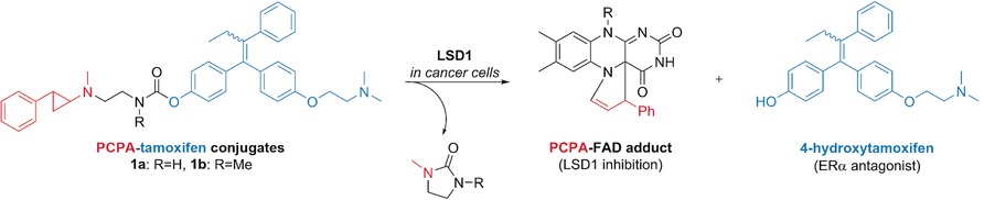 Targeting Cancer with PCPA-Drug Conjugates: LSD1 Inhibition-Triggered Release of 4-Hydroxytamoxifen