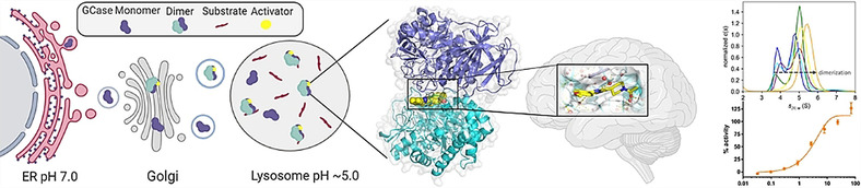 Novel β-Glucocerebrosidase Activators That Bind to a New Pocket at a Dimer Interface and Induce Dimerization