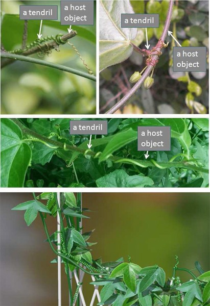 A Procedural Approach to Modelling Virtual Climbing Plants With Tendrils