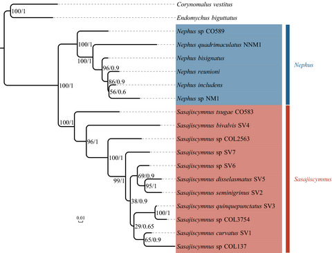 Optimizing the widely used nuclear protein-coding gene primers in beetle phylogenies and their application in the genus Sasajiscymnus Vandenberg (Coleoptera: Coccinellidae)