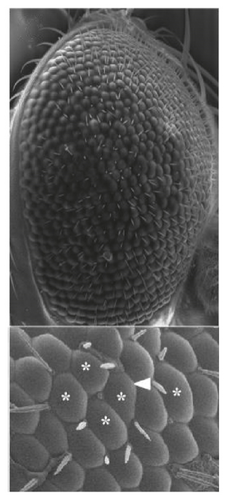 Details are in the caption following the image