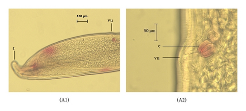 Details are in the caption following the image Details are in the caption following the image
