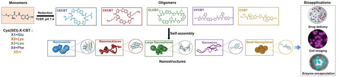 Amino-Acid-Encoded Bioinspired Supramolecular Self-Assembly of Multimorphological Nanocarriers