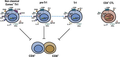 Characterization of human CD4+EOMES+GzmK+ T-cell subsets unveils an uncoupling of suppressive functions from IL-10-producing capacities