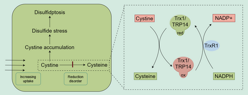 Details are in the caption following the image Details are in the caption following the image