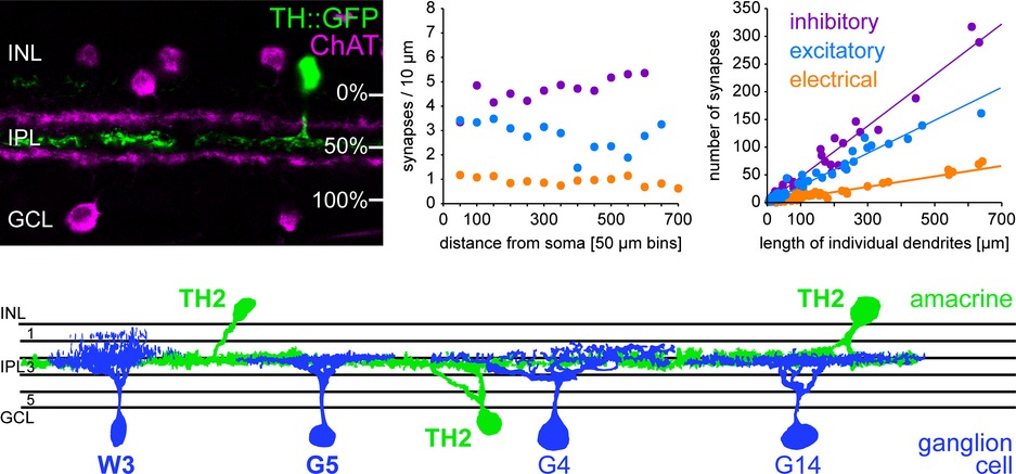Type 2 wide-field amacrine cells in TH::GFP mice show a homogenous synapse distribution and contact small ganglion cells