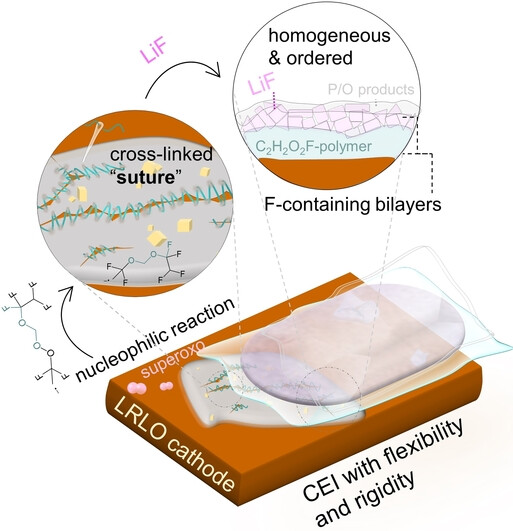 Manipulated Fluoro-Ether Derived Nucleophilic Decomposition Products for Mitigating Polarization-Induced Capacity Loss in Li-Rich Layered Cathode