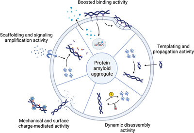 Protein amyloid aggregate: Structure and function Issue 4, 2023