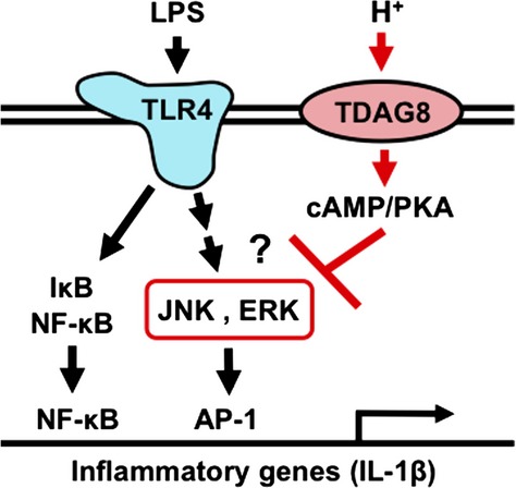Inhibition of interleukin-1β production by extracellular acidification through the TDAG8/cAMP pathway in mouse microglia