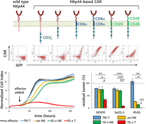 Development and characterisation of NKp44-based chimeric antigen receptors that confer T cells with NK cell-like specificity