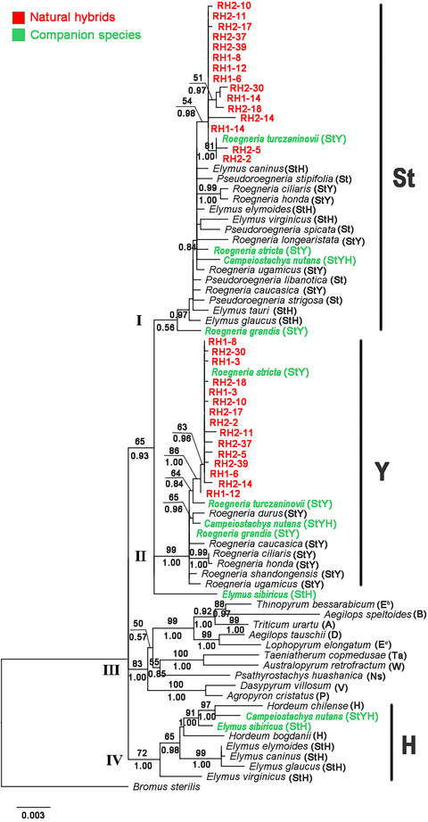 Morphological, cytological, and molecular evidences for natural hybridization between Roegneria stricta and Roegneria turczaninovii (Triticeae: Poaceae)