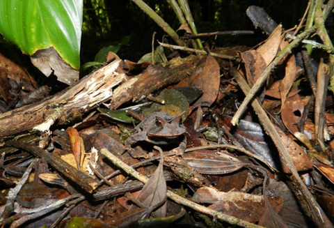 Environmental influences on and antimicrobial activity of the skin microbiota of Proceratophrys boiei (Amphibia, Anura) across forest fragments