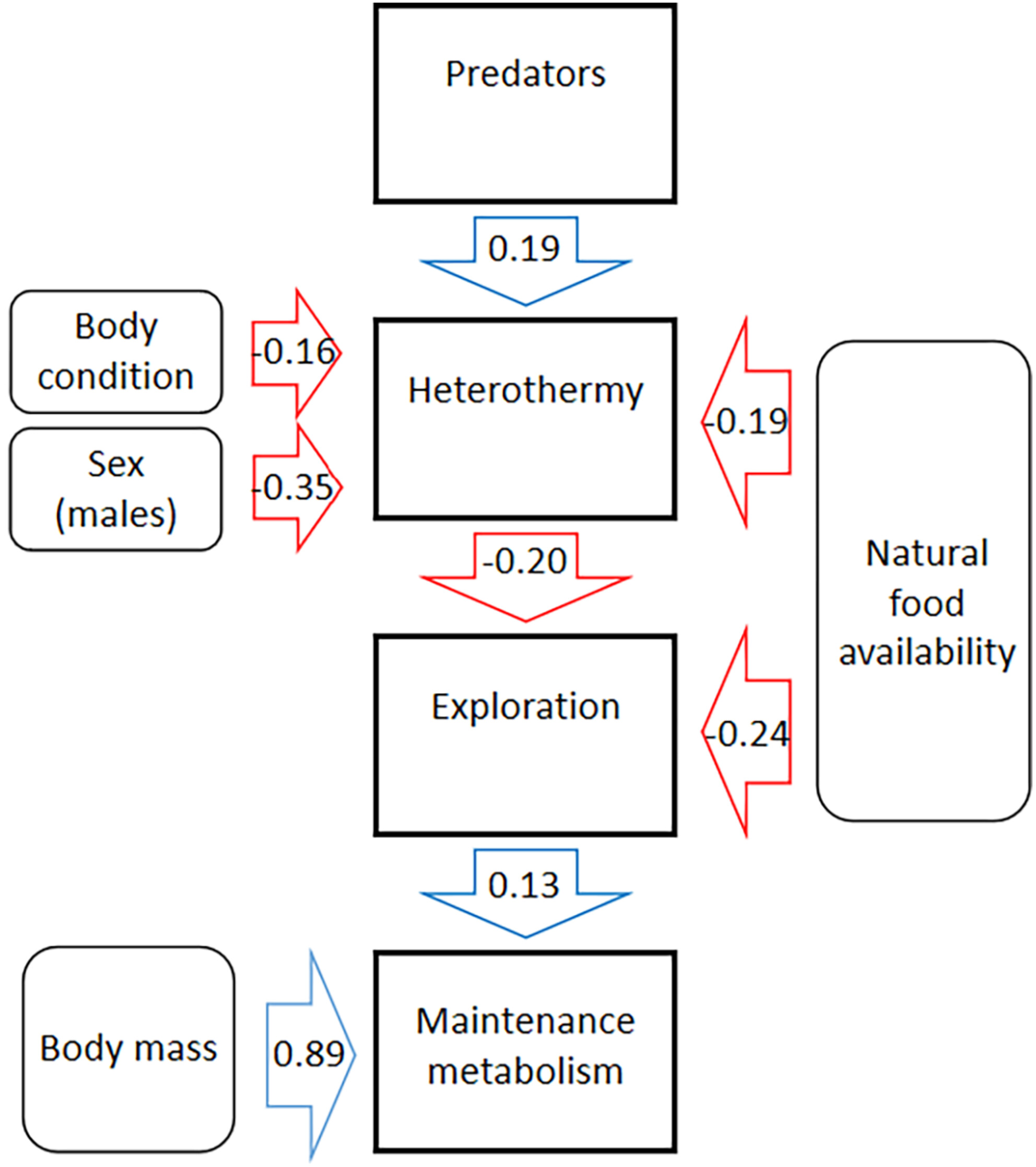 Predation can shape the cascade interplay between heterothermy, exploration and maintenance metabolism under high food availability