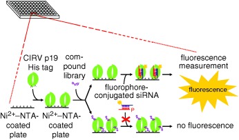 Inhibition of siRNA Binding to a p19 Viral Suppressor of RNA Silencing by Cysteine Alkylation