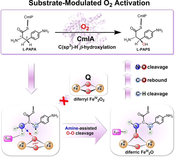 C(sp3)−H Hydroxylation in Diiron β-Hydroxylase CmlA Transpires by Amine-Assisted O2 Activation Avoiding FeIV2O2 Species
