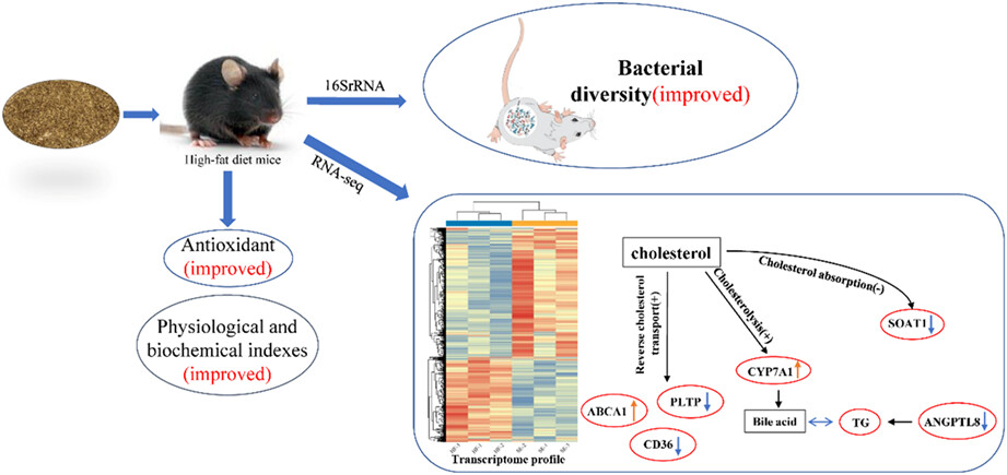 Effects of liposoluble components of highland barley spent grains on physiological indexes, intestinal microorganisms, and the liver transcriptome in mice fed a high-fat diet