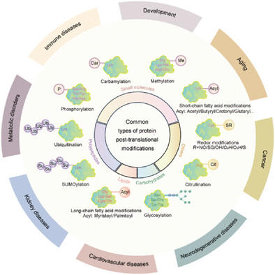 Protein posttranslational modifications in health and diseases: Functions, regulatory mechanisms, and therapeutic implications