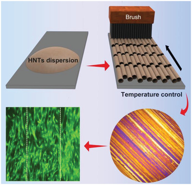 Clay Nanotubes Aligned with Shear Forces for Mesenchymal Stem Cell Patterning