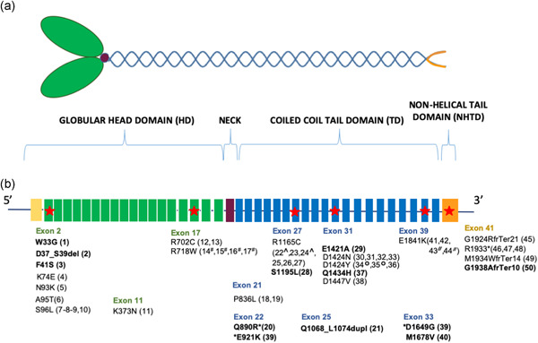 Next-generation sequencing for the diagnosis of MYH9-RD: Predicting pathogenic variants