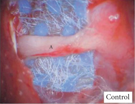 Details are in the caption following the image
