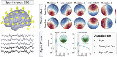 EEG microstates in early-to-middle childhood show associations with age, biological sex, and alpha power