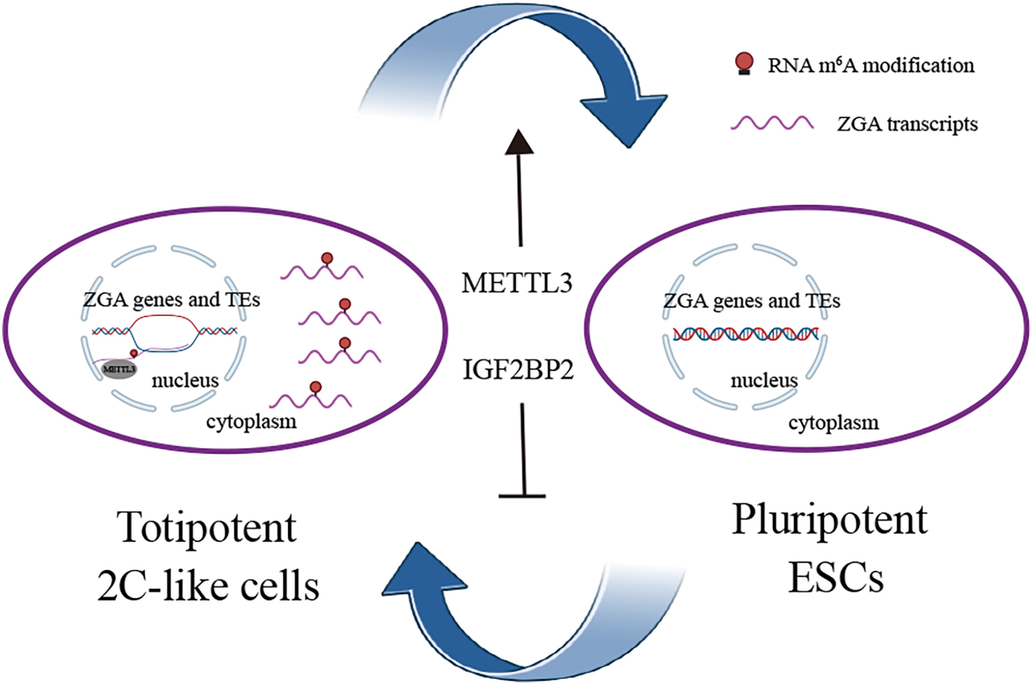 RNA m6A modification regulates cell fate transition between pluripotent stem cells and 2-cell-like cells