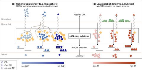 Pathways of mineral-associated soil organic matter formation: Integrating the role of plant carbon source, chemistry, and point of entry