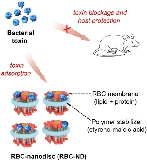Synthesis of Erythrocyte Nanodiscs for Bacterial Toxin Neutralization