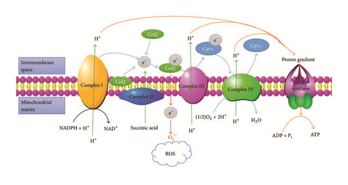Details are in the caption following the image Details are in the caption following the image