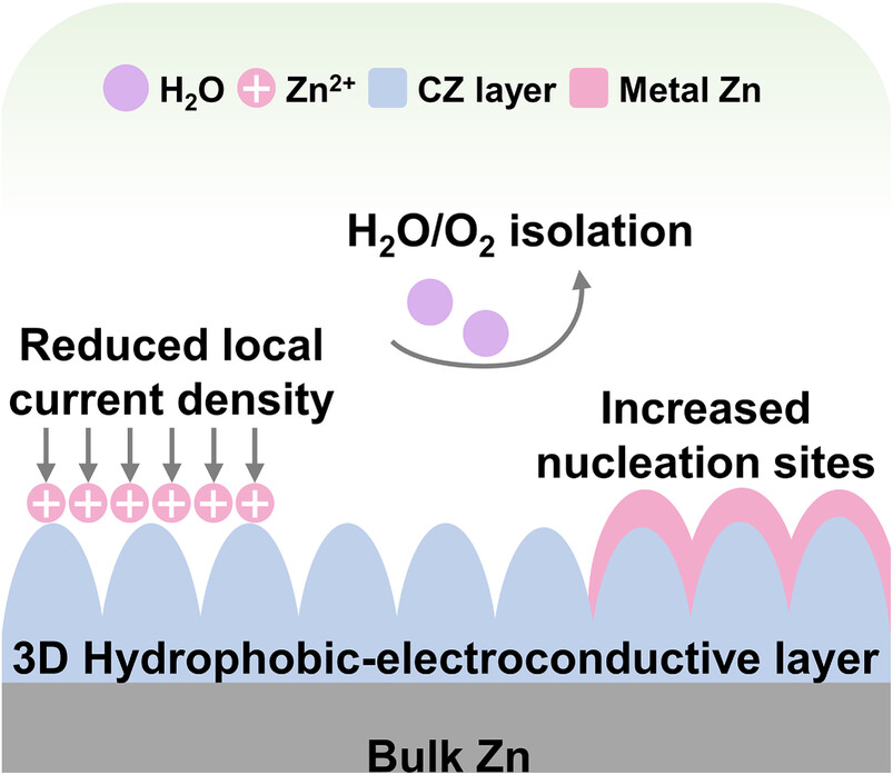 Three-dimensional electrically conductive–hydrophobic layer for stable Zn metal anodes