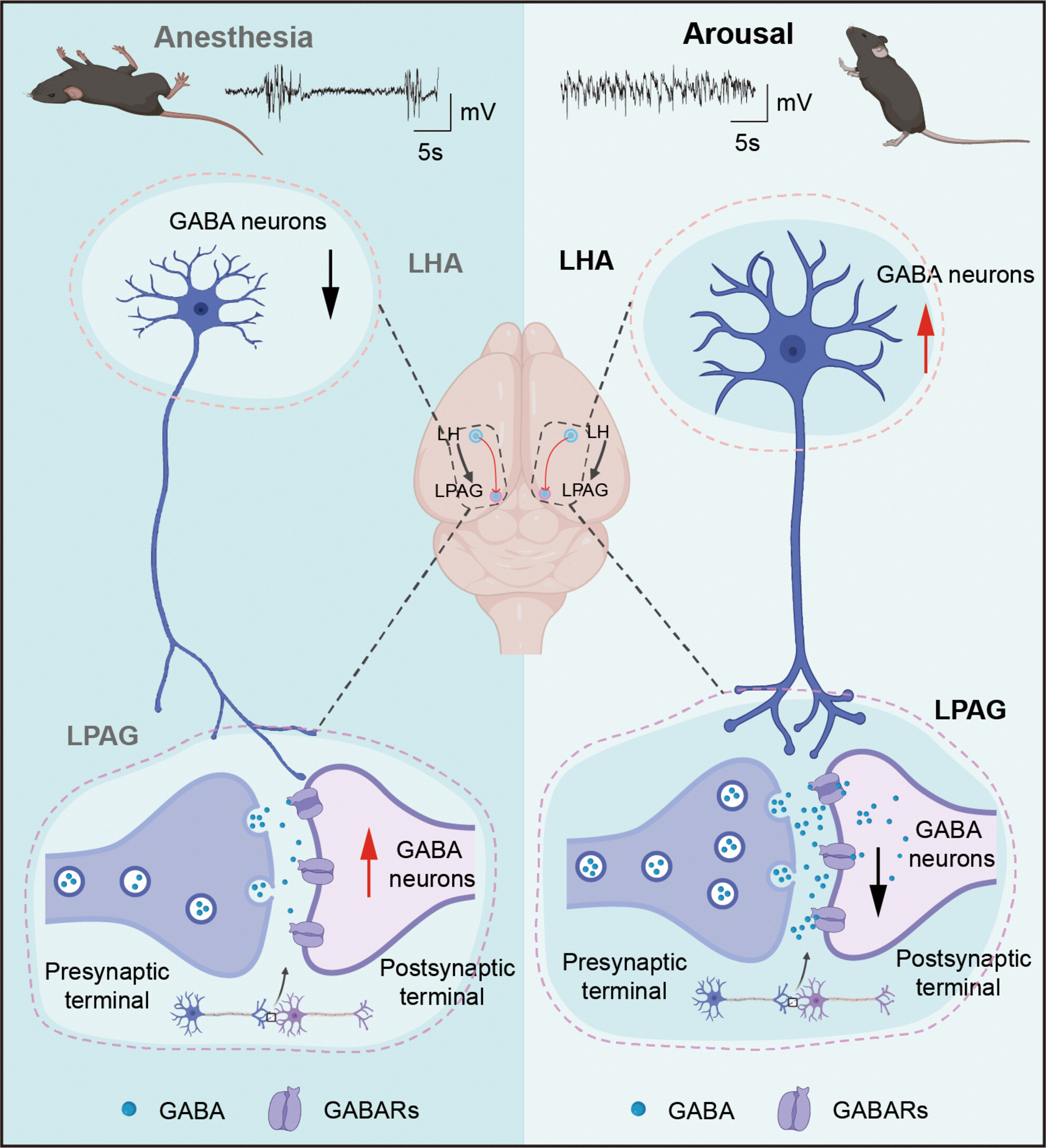 A hypothalamus-lateral periaqueductal gray GABAergic neural projection facilitates arousal following sevoflurane anesthesia in mice