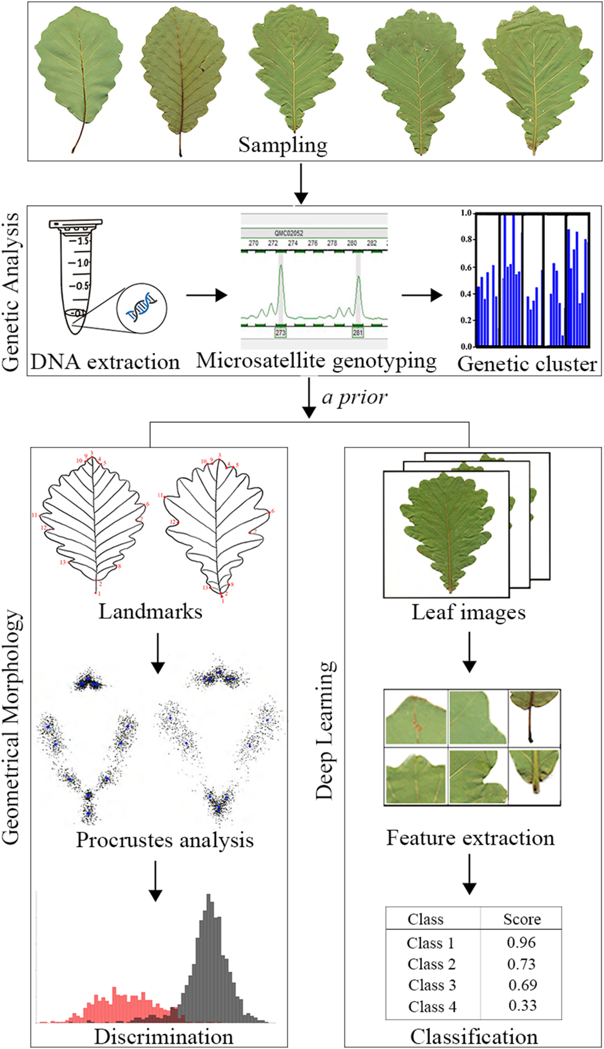 Species identification through deep learning and geometrical morphology in oaks (Quercus spp.): Pros and cons